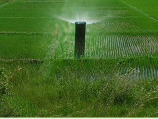 Agricultura Motor diesel de proveedores